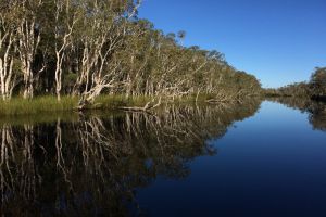 noosa everglades 001